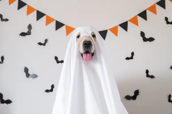 15 Easy & Simple DIY Pet Costumes